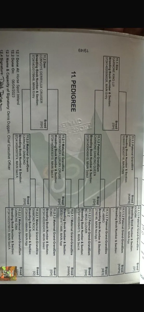 4yo gelding - Image 3