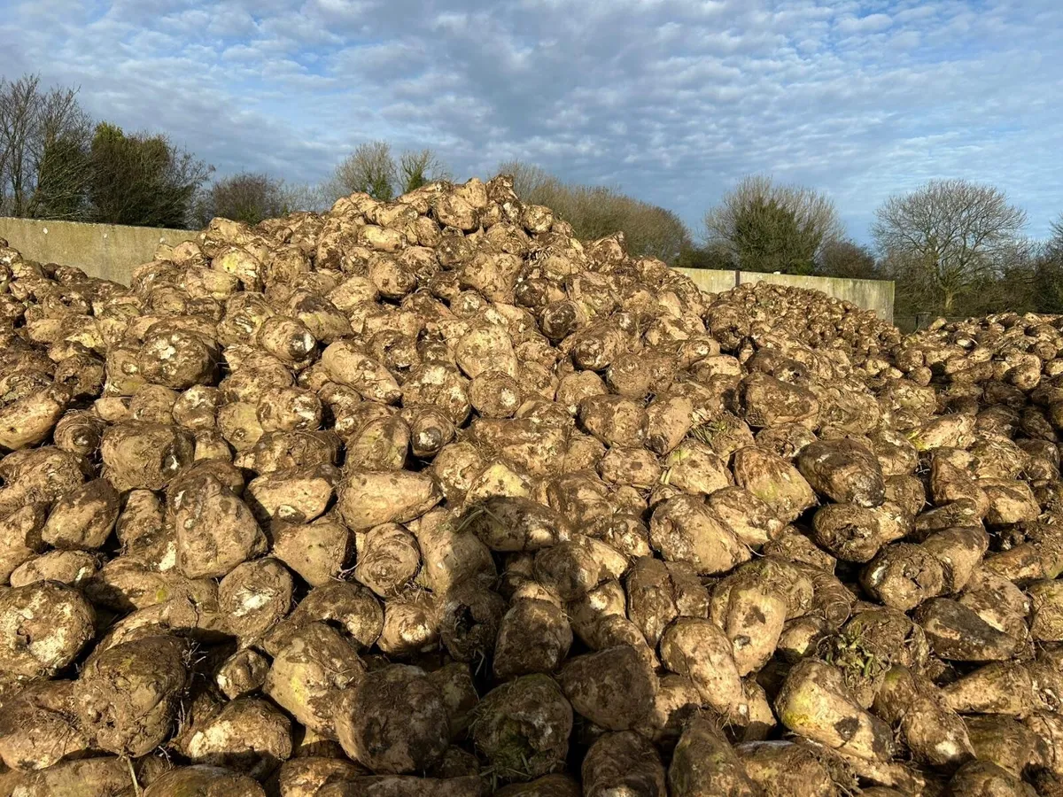 Magnum Fodder beet - Image 2