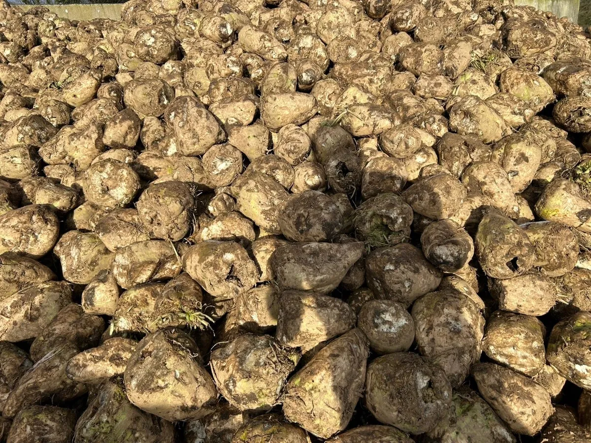 Magnum Fodder beet - Image 3