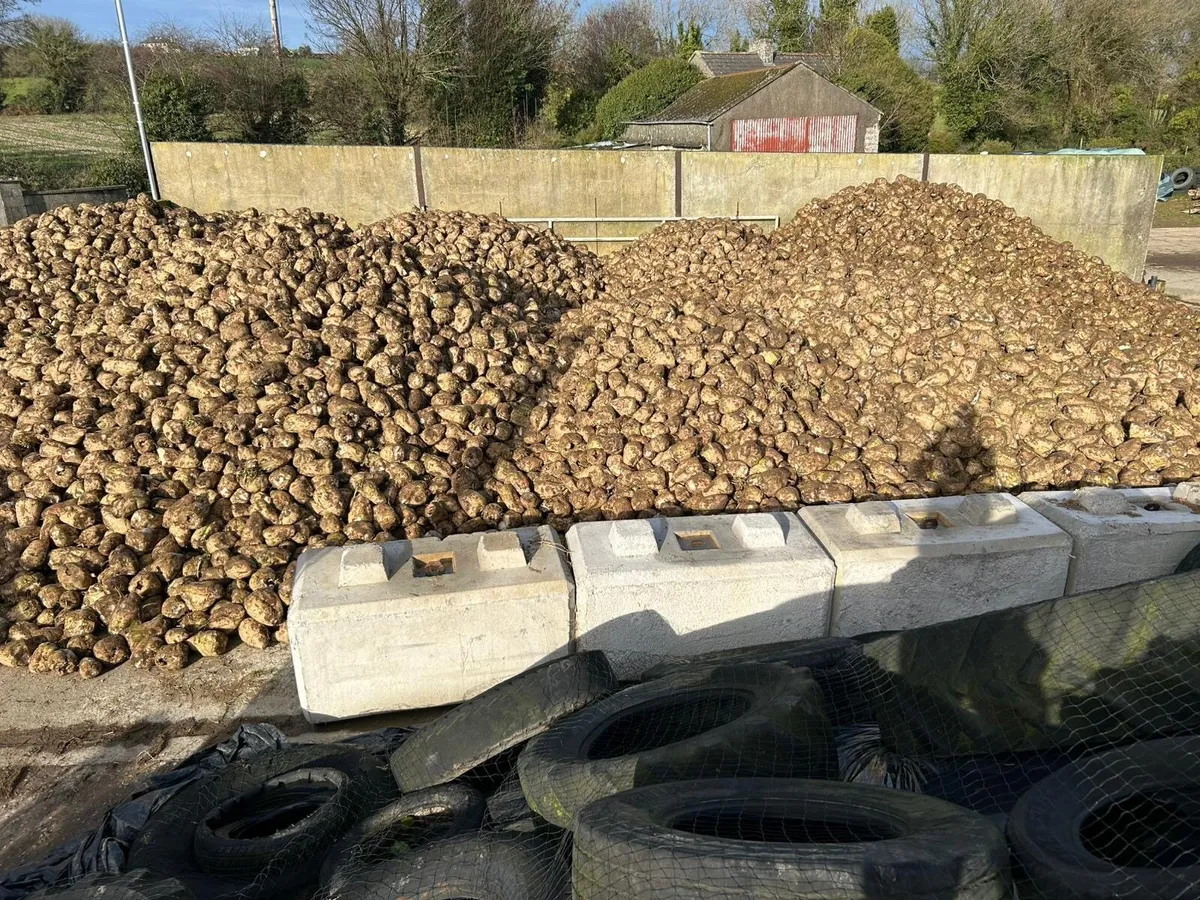 Magnum Fodder beet - Image 4