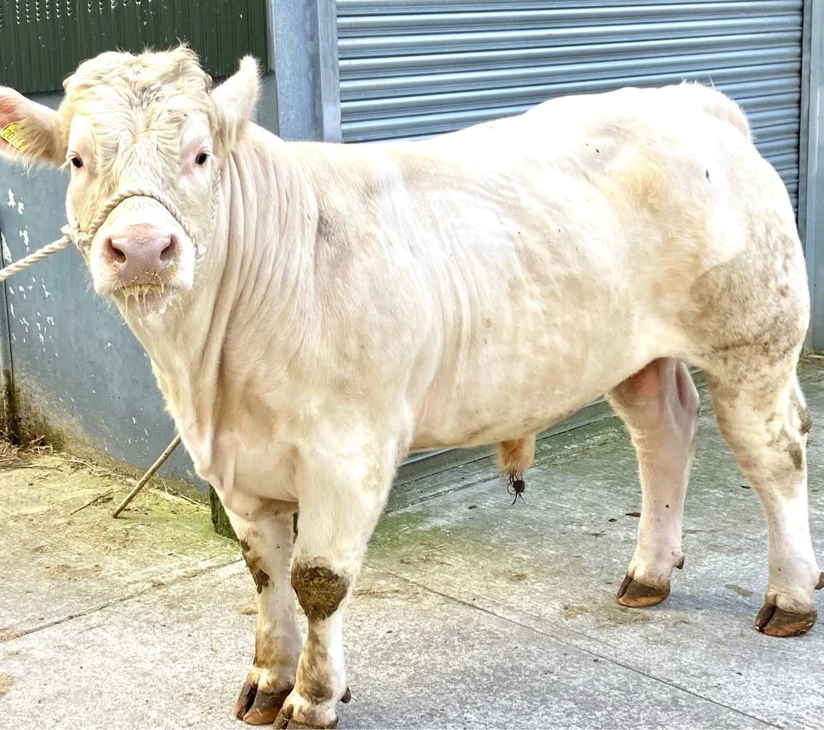 Pedigree Charolais Bull - Image 1