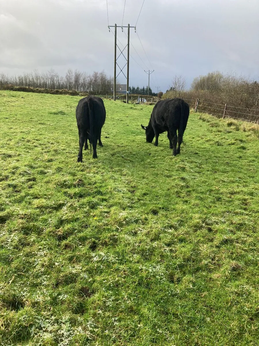 2 Aberdeen Angus Heifers - Image 1