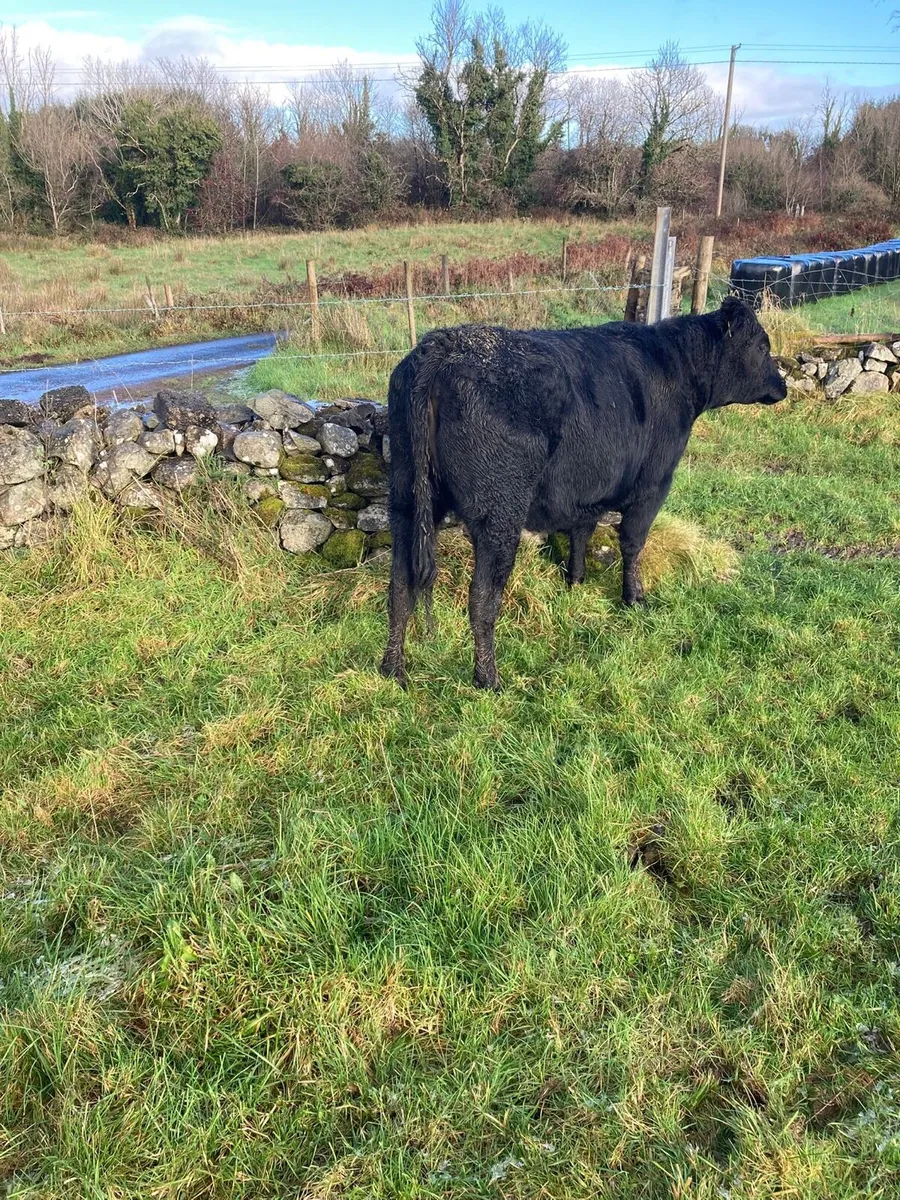 2 Aberdeen Angus Heifers - Image 2