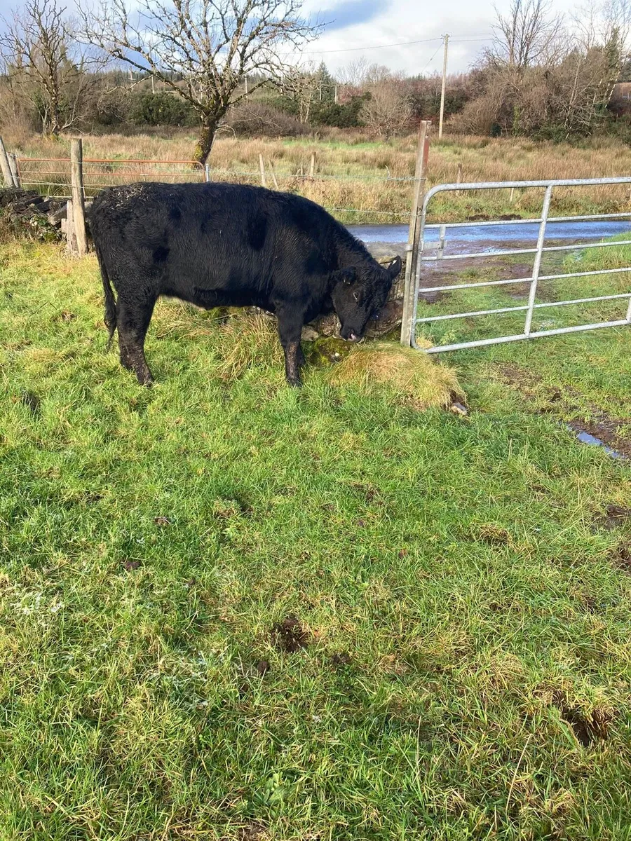 2 Aberdeen Angus Heifers - Image 3