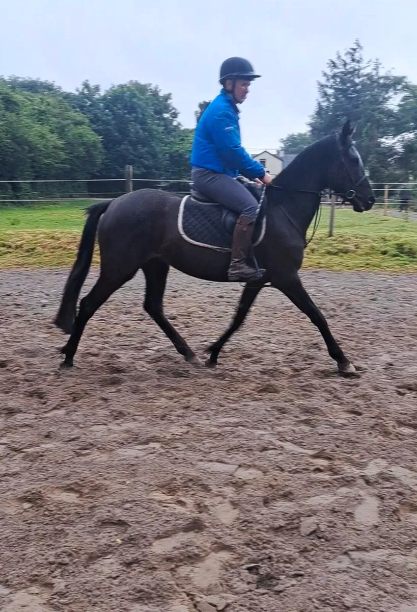 4 YO Renaissance Man - Image 2