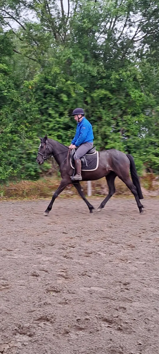 4 YO Renaissance Man - Image 1