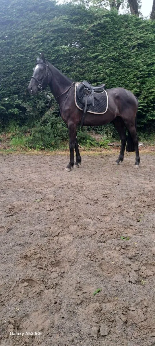 4 YO Renaissance Man - Image 3