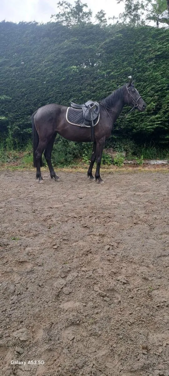 4 YO Renaissance Man - Image 4