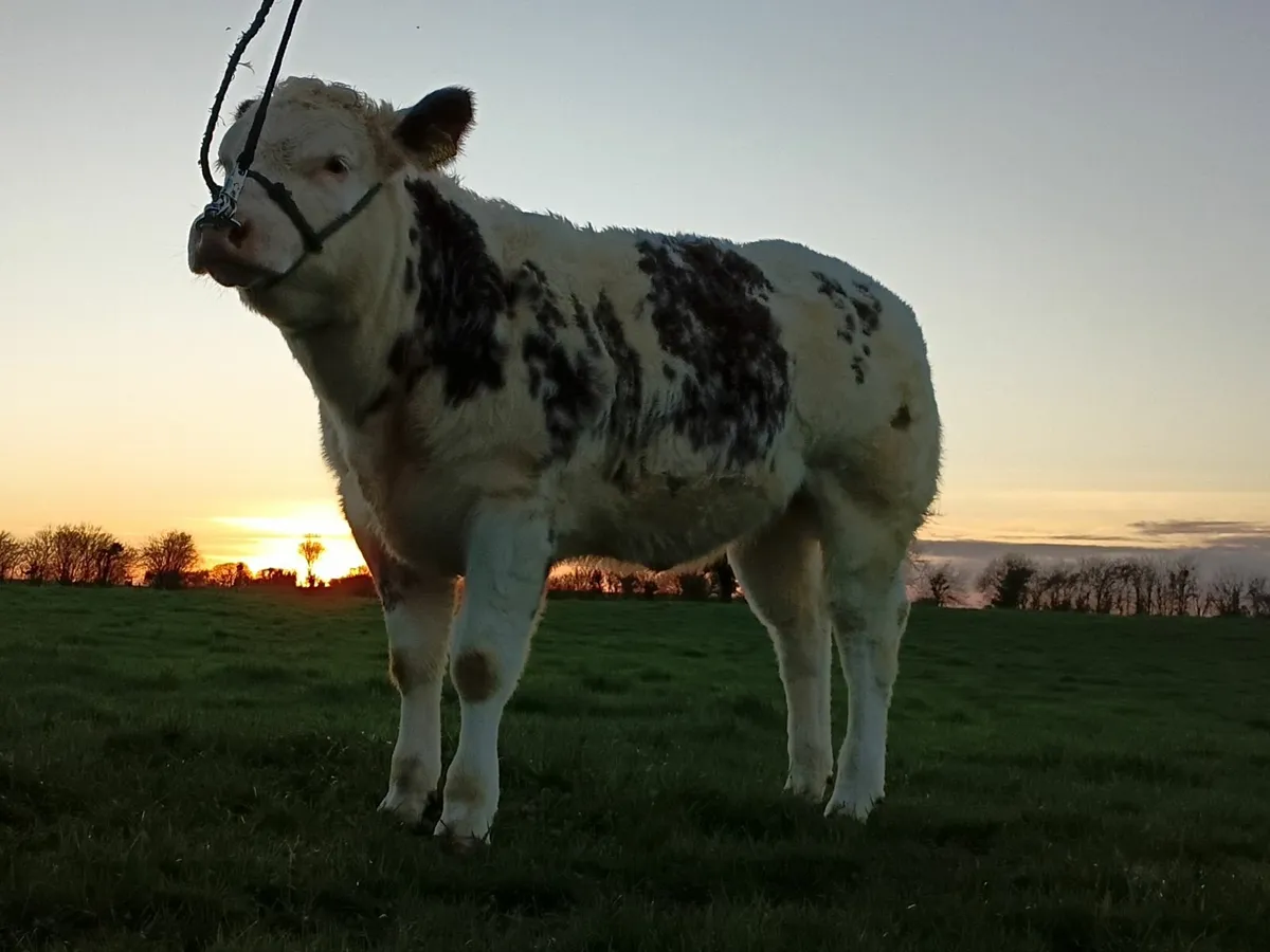 Heifers for carrick show and sale 23rd 24th Nov - Image 1