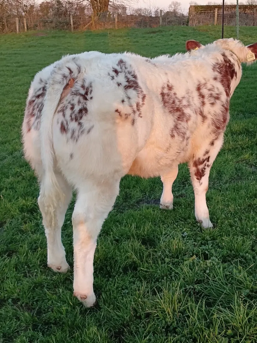 Heifers for carrick show and sale 23rd 24th Nov - Image 2