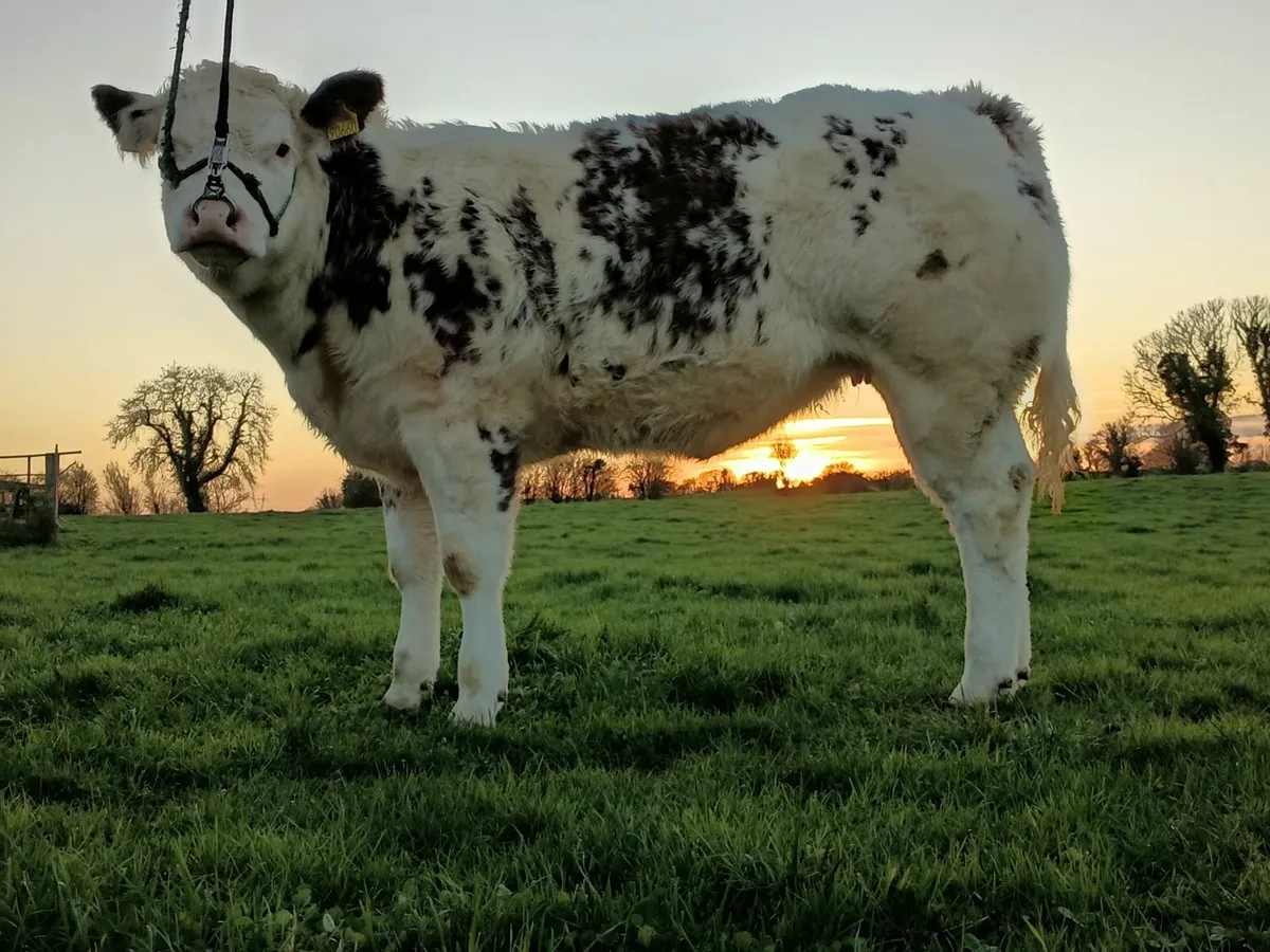 Heifers for carrick show and sale 23rd 24th Nov - Image 3