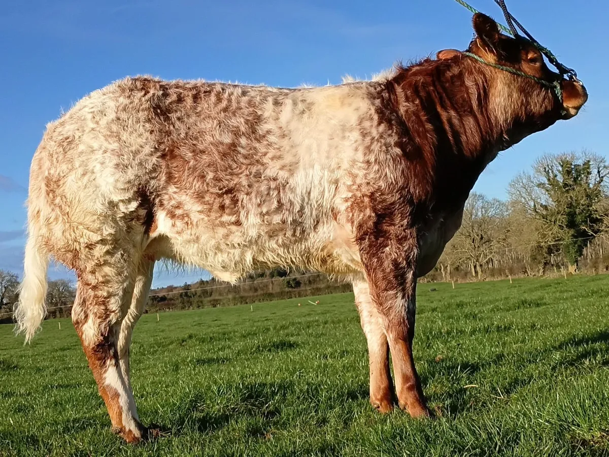 Heifers for carrick show and sale 23rd 24th Nov - Image 4