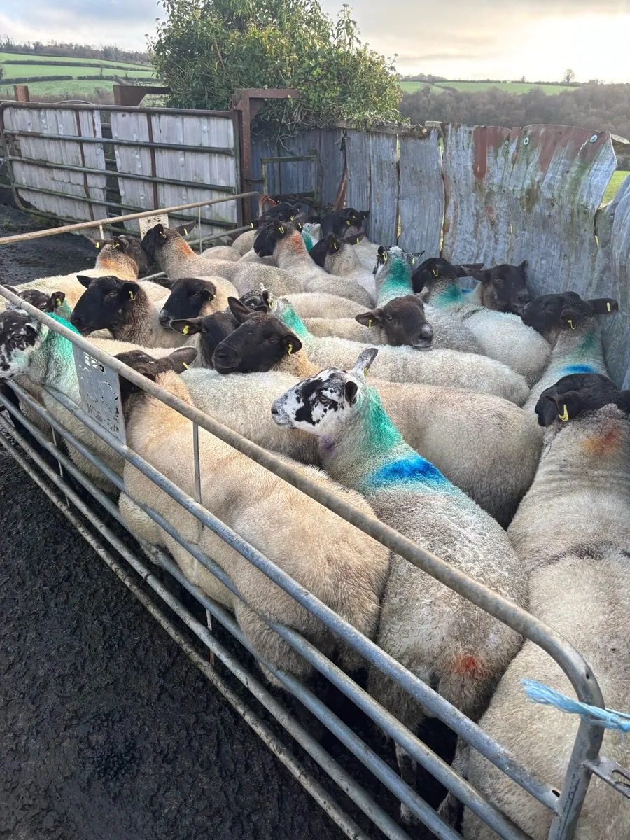 58 Scanned Inlamb Ewes - Image 4