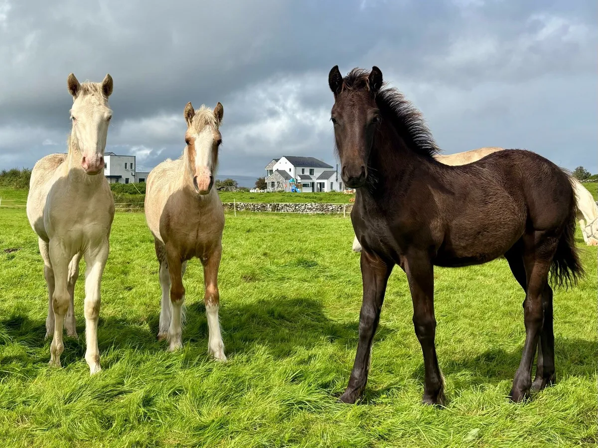 Filly & colt foals - Image 1