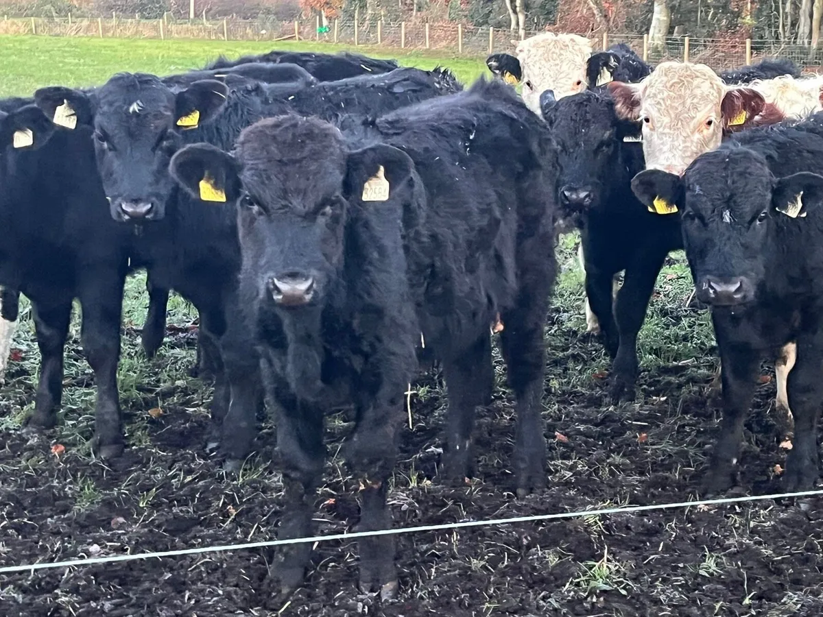 Bull Weanlings - Image 1