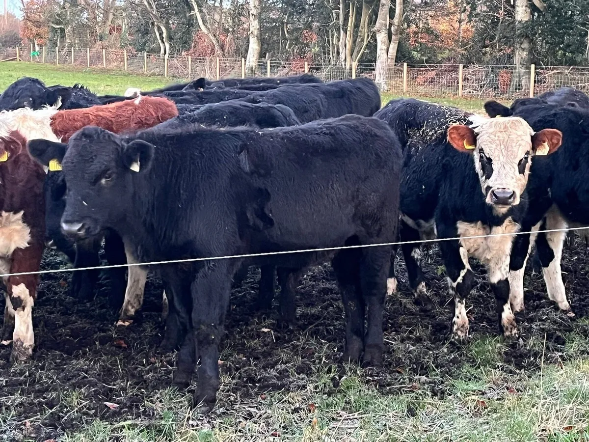 Bull Weanlings - Image 2
