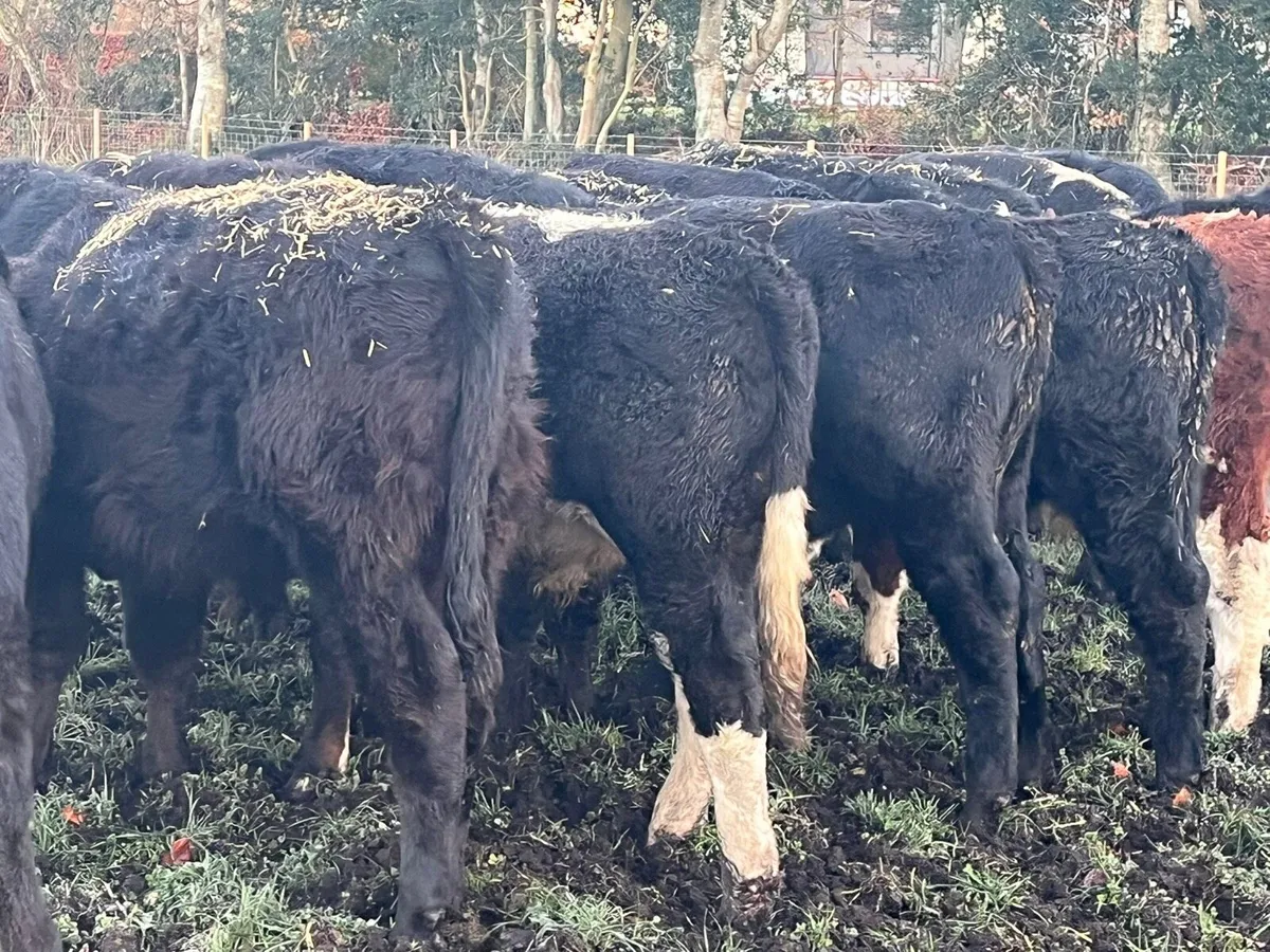 Bull Weanlings - Image 3