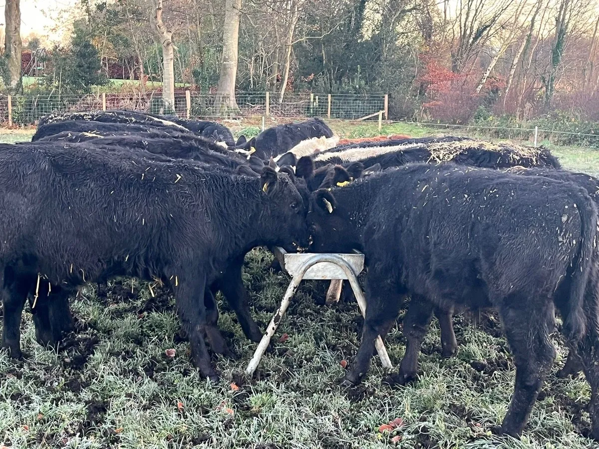 Bull Weanlings - Image 4