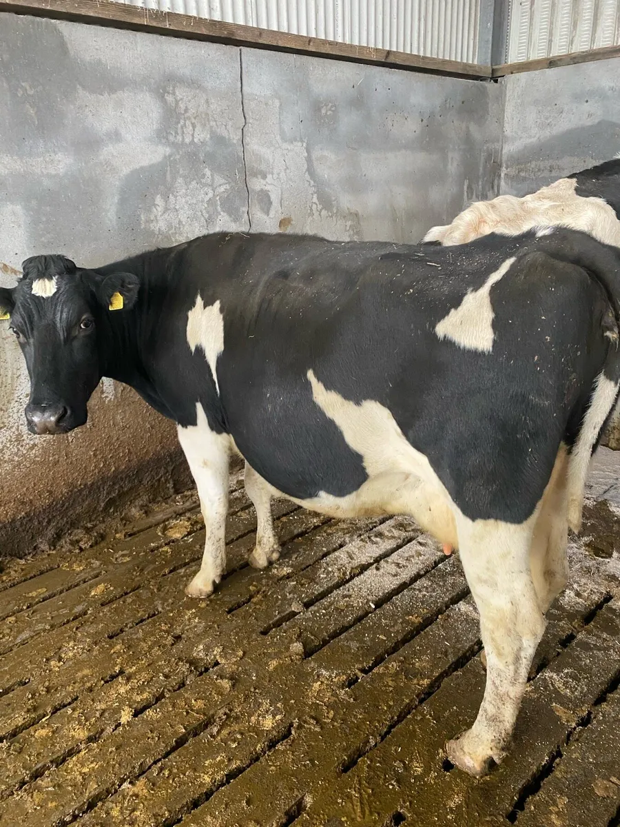 Friesian cows - Image 1