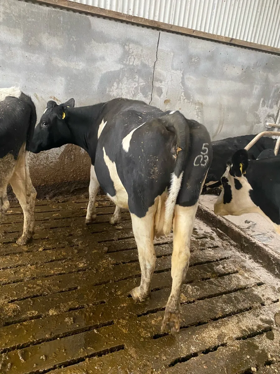 Friesian cows - Image 2