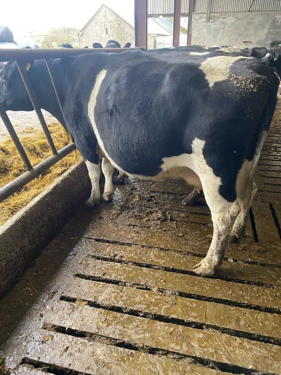 Friesian cows - Image 3