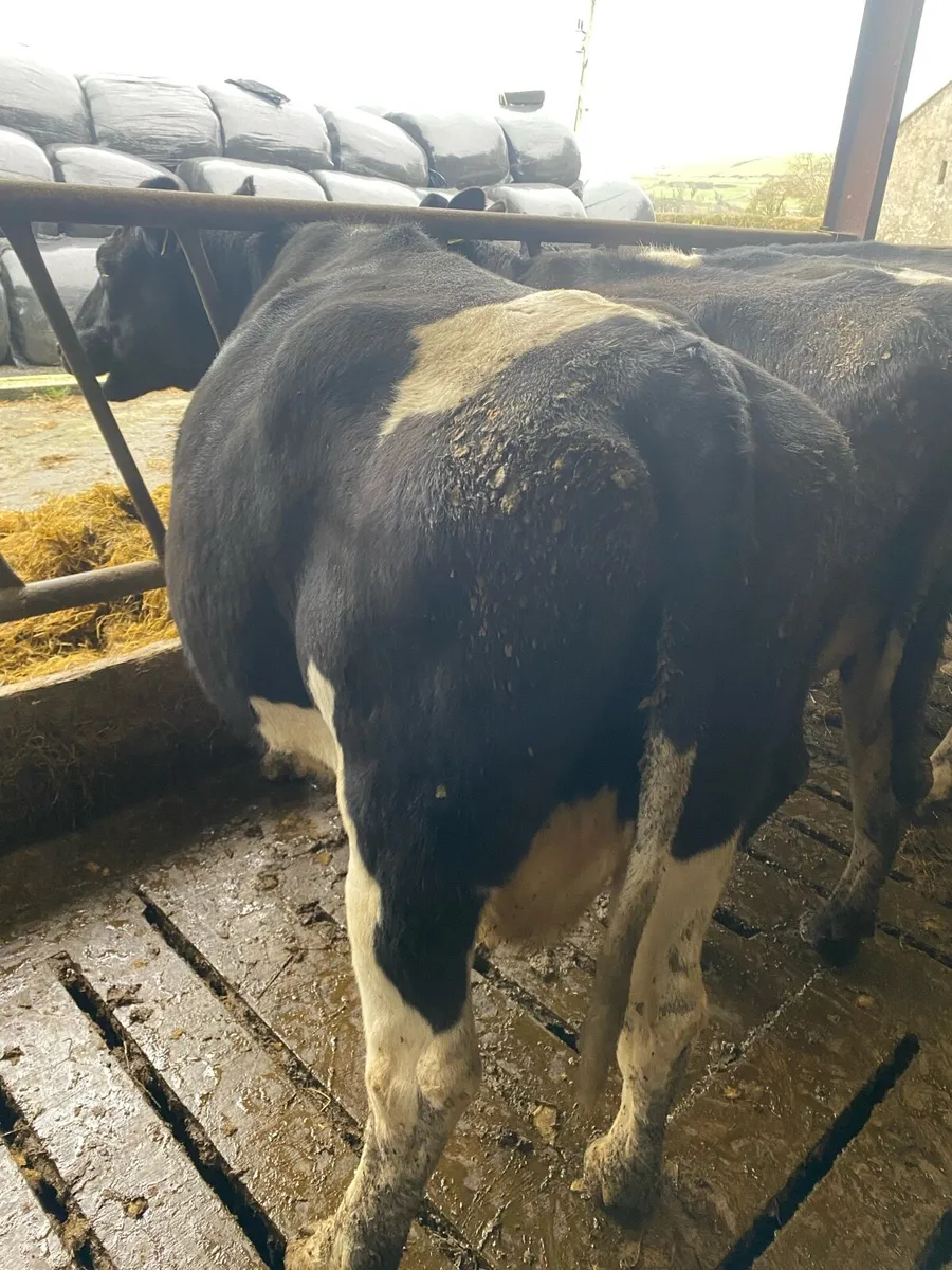 Friesian cows - Image 4