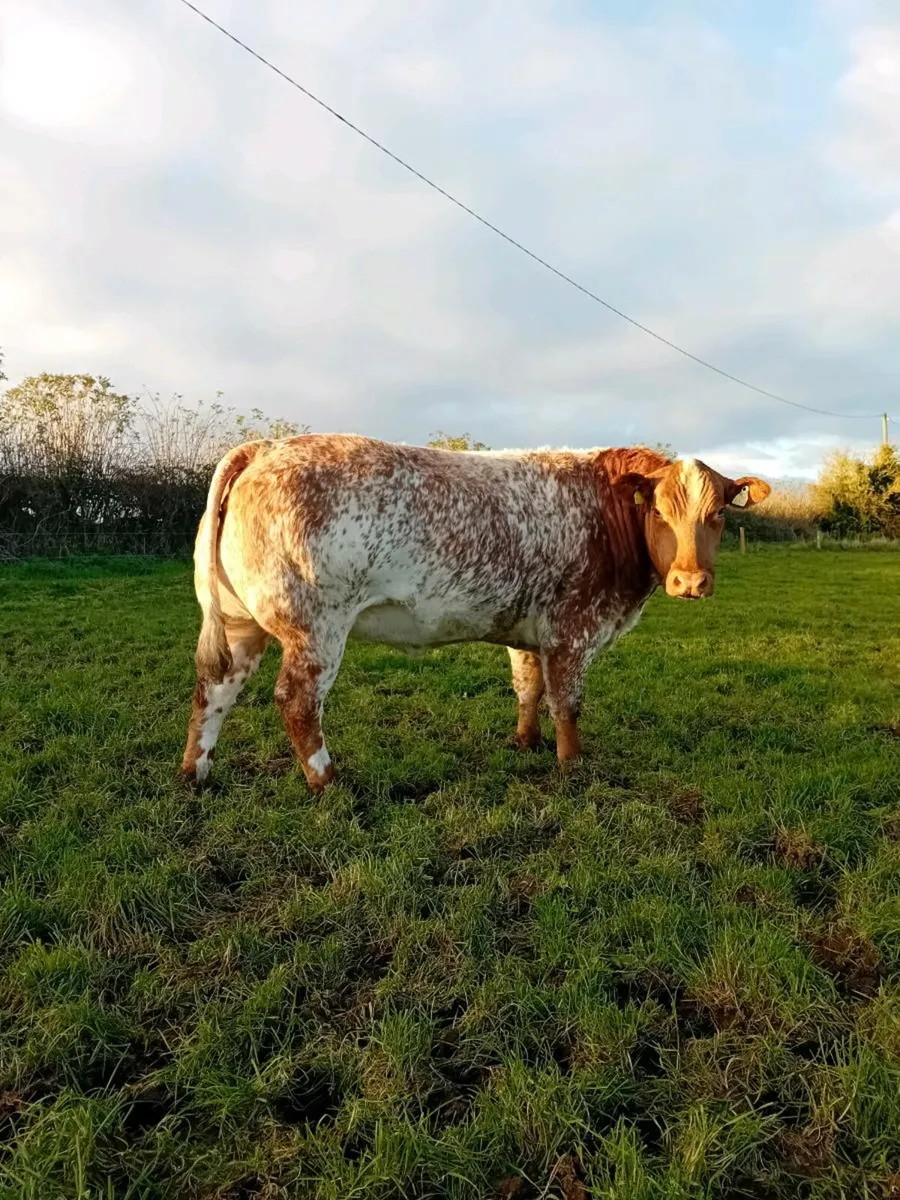 Springers/Breeding heifers - Image 1