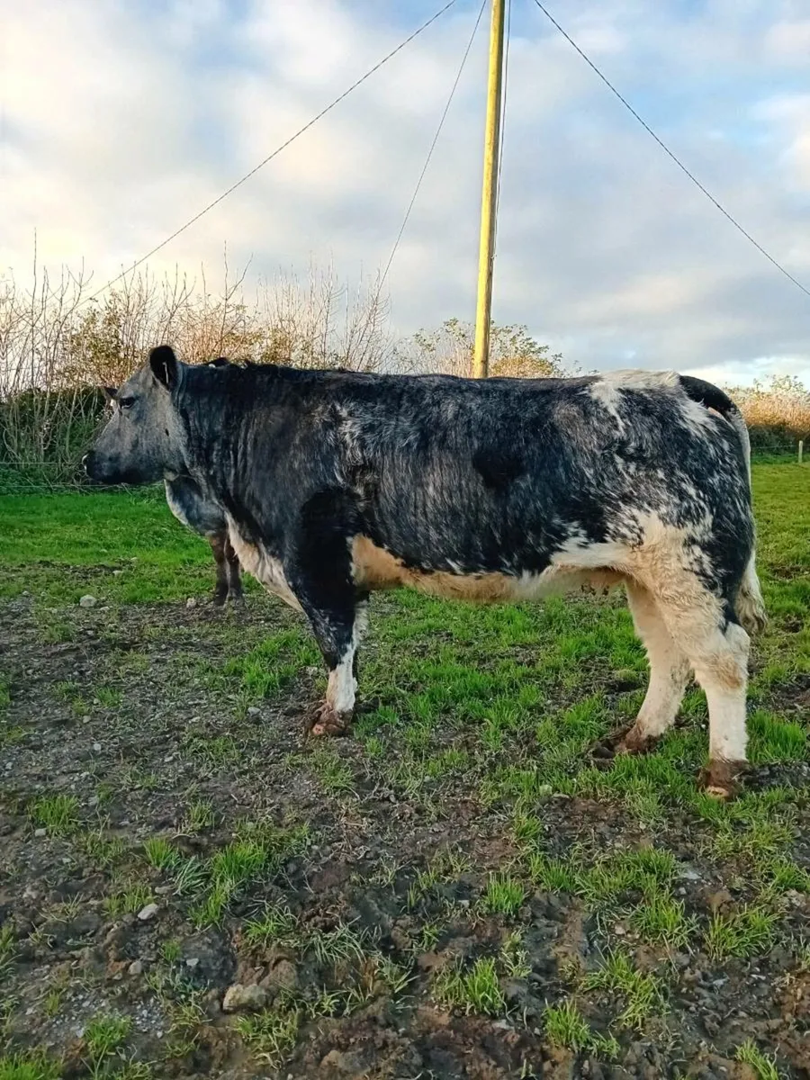 Springers/Breeding heifers - Image 2