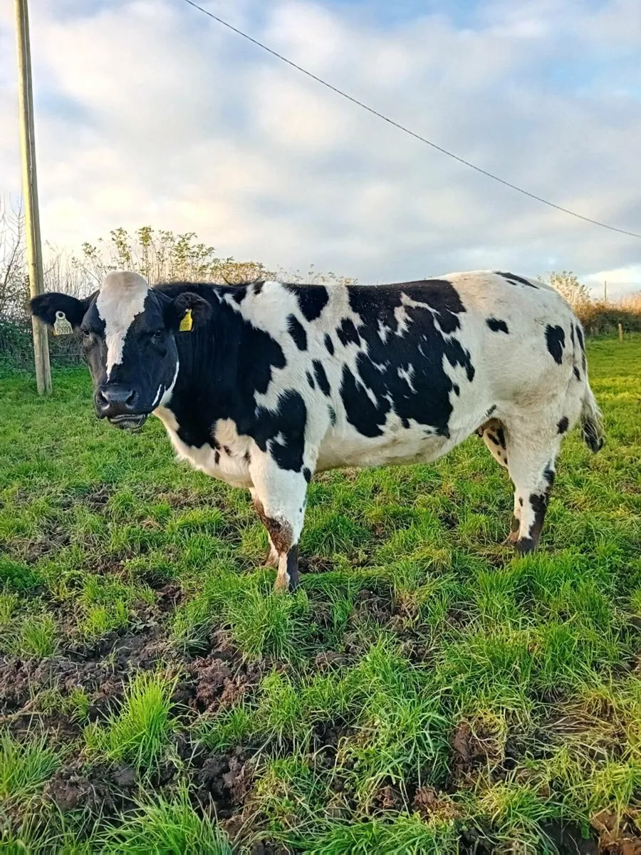 Springers/Breeding heifers - Image 3