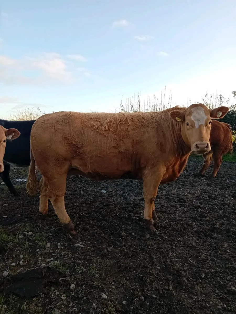 Springers/Breeding heifers - Image 4