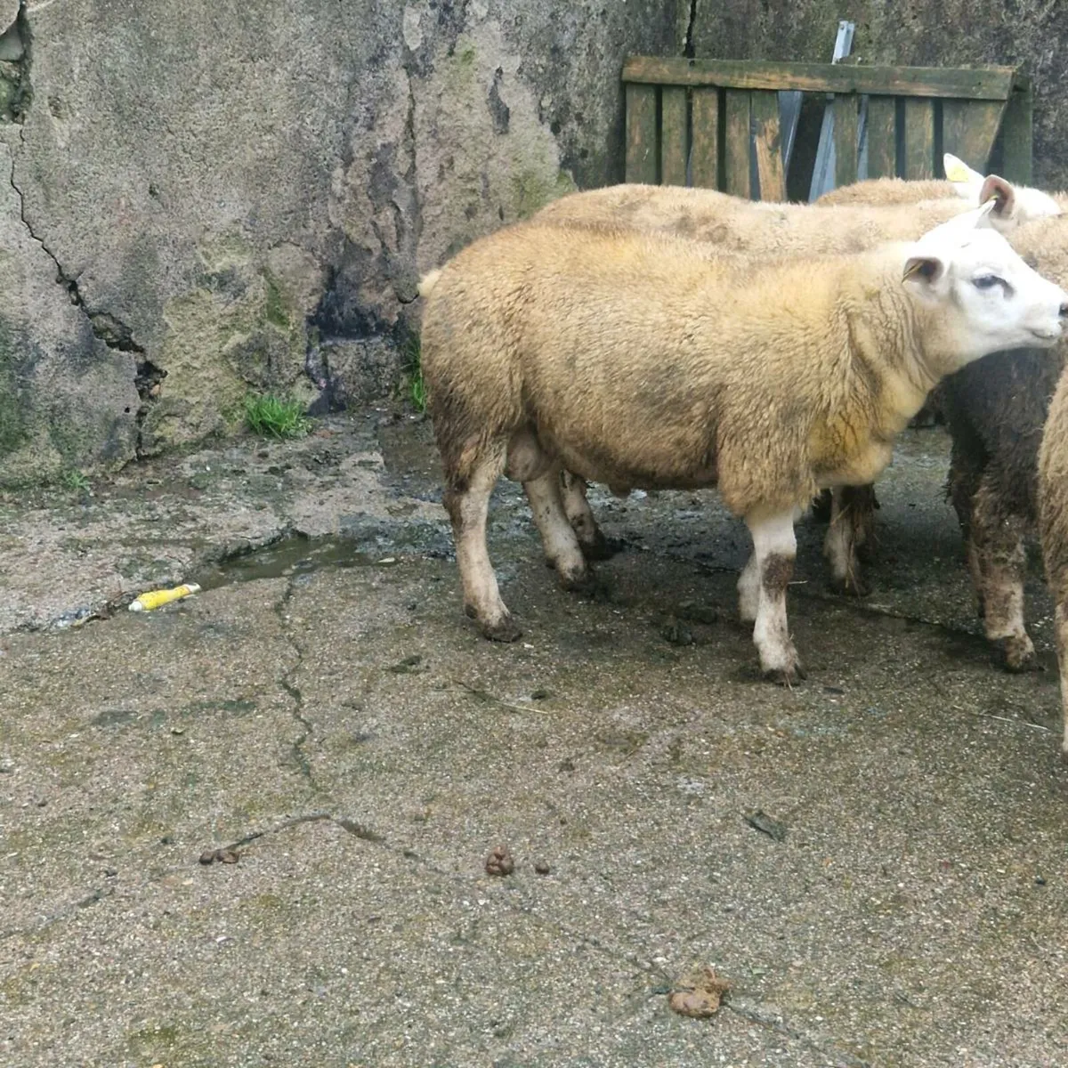 Texel ram lambs - Image 2