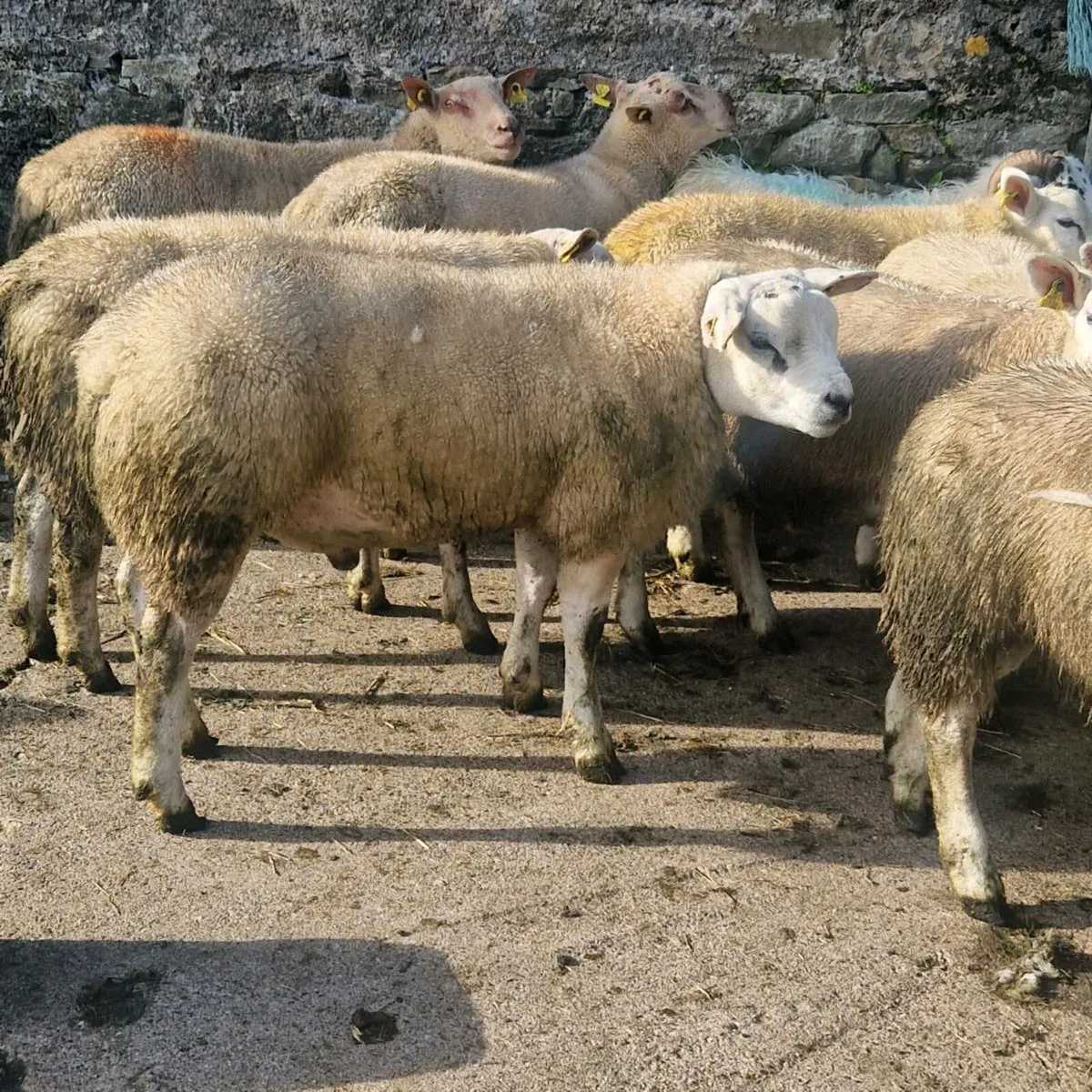 Texel ram lambs - Image 3