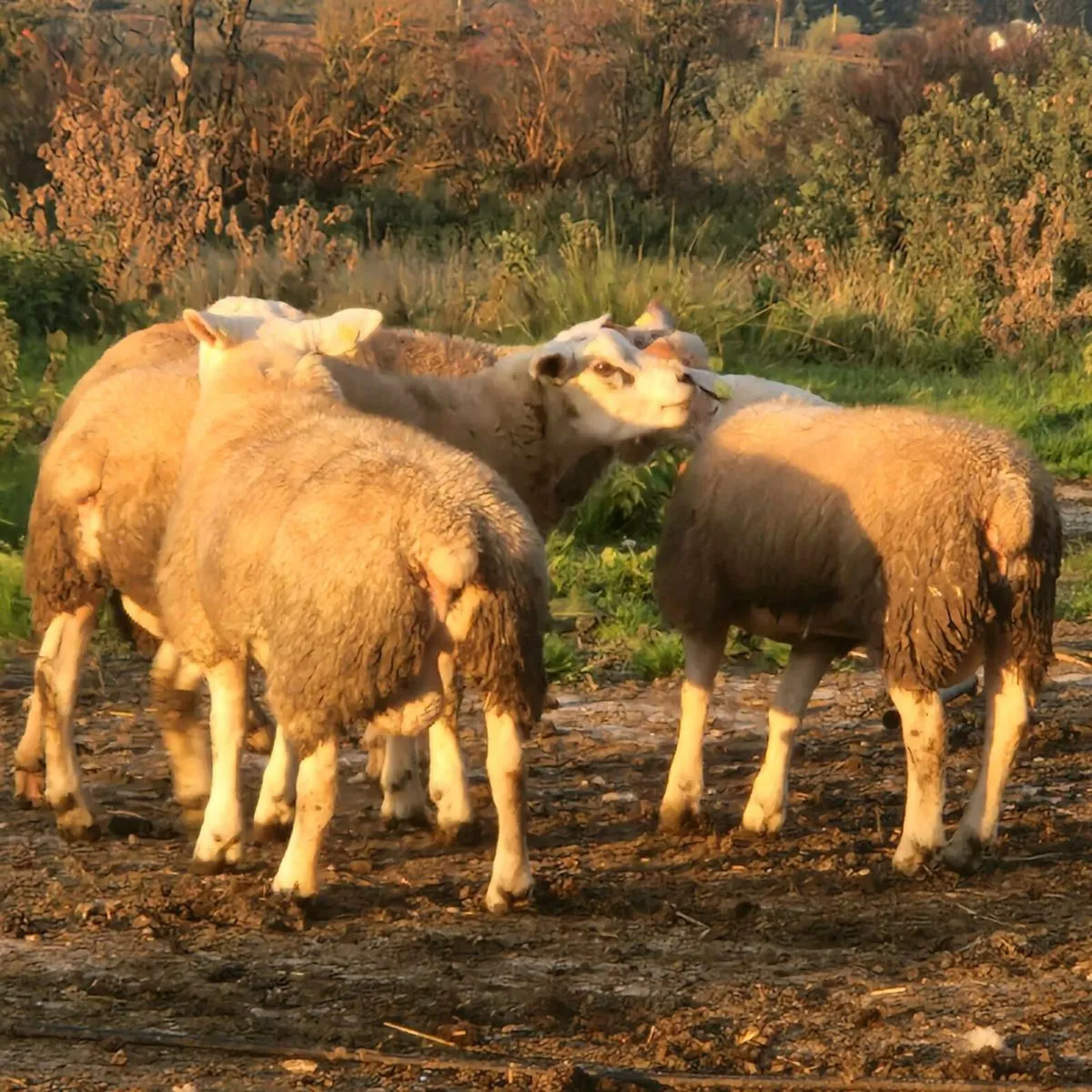 Texel ram lambs - Image 4