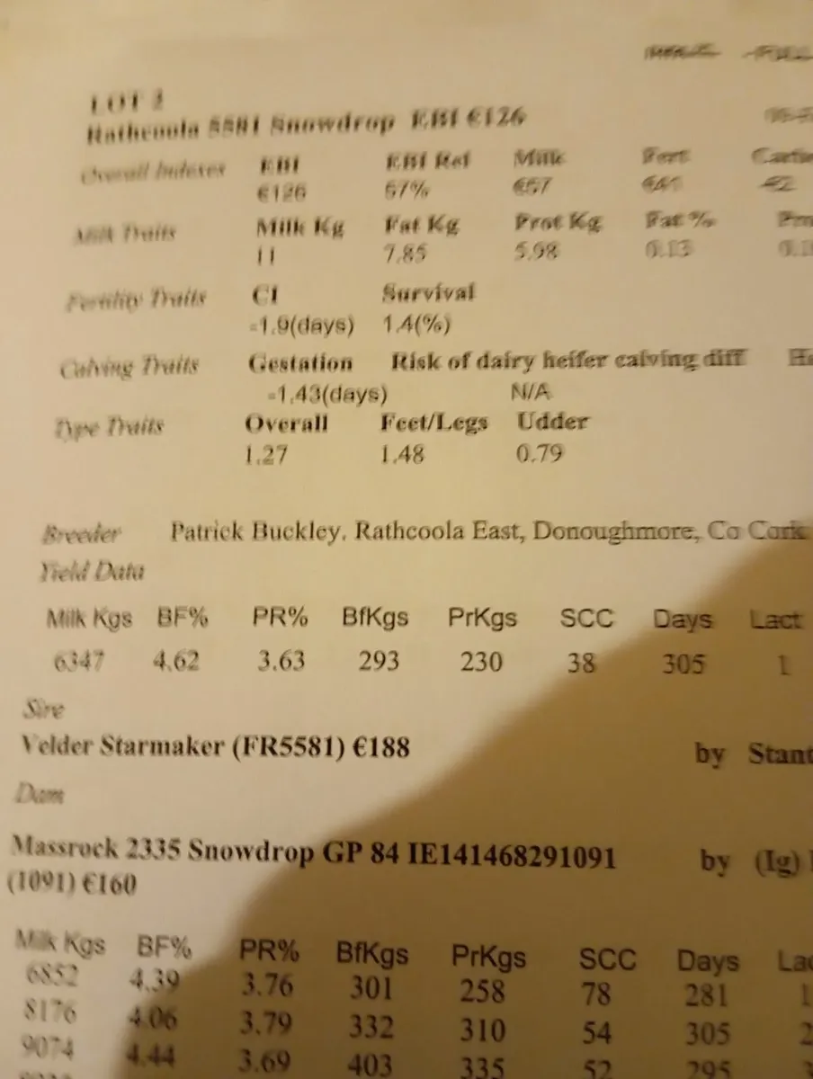 Empty cows - Image 1