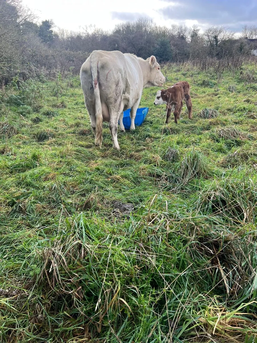 Suckler2nd calver - Image 2