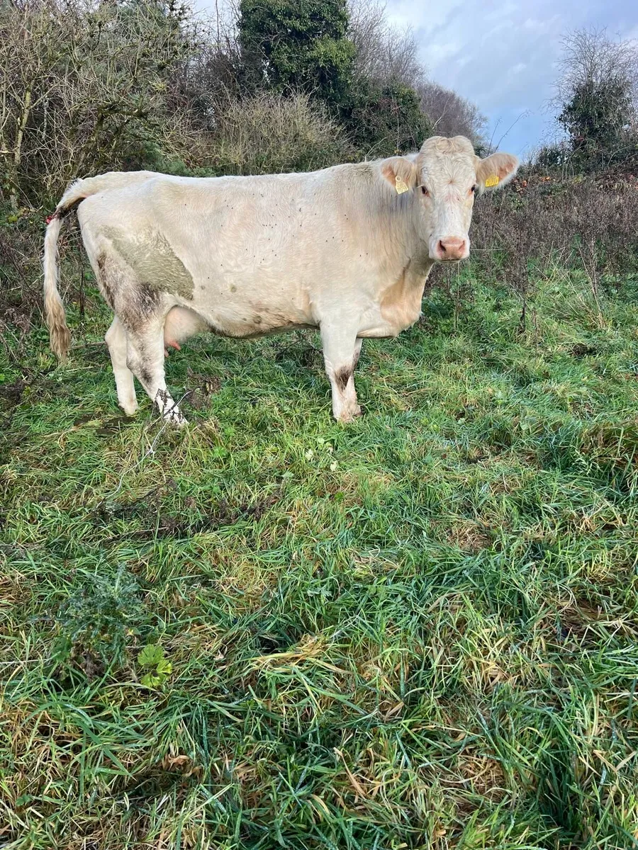 Suckler2nd calver - Image 1