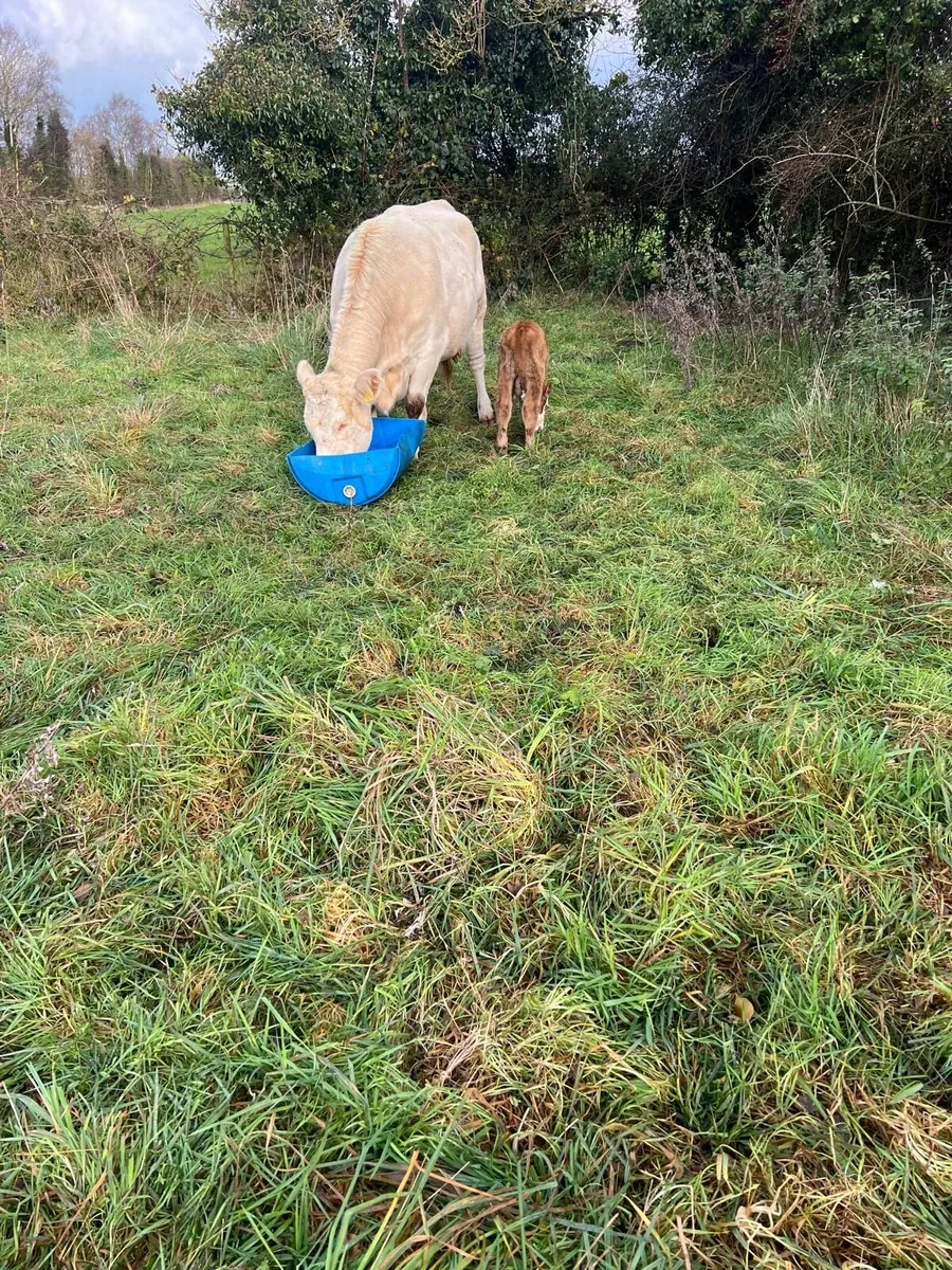 Suckler2nd calver - Image 3