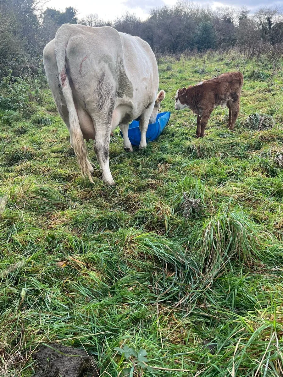 Suckler2nd calver - Image 4