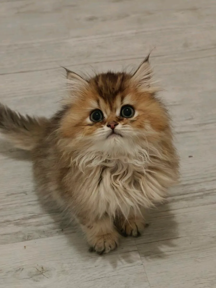 British shorthair kitten - Image 1