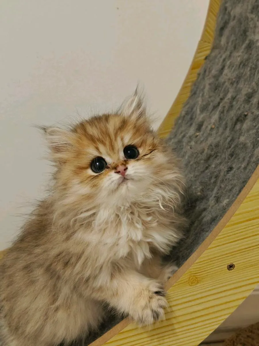 British shorthair kitten - Image 2