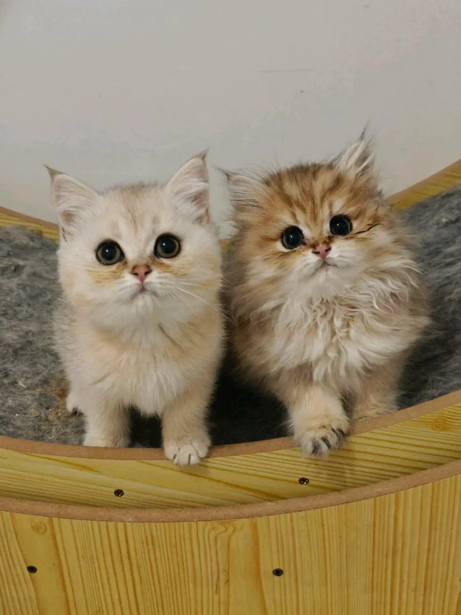 British shorthair kitten - Image 3