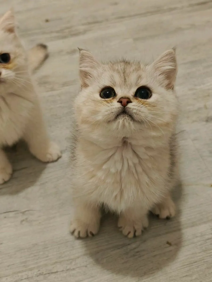 British shorthair kitten - Image 4