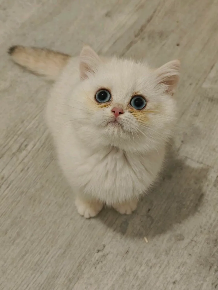 British shorthair kitten - Image 4