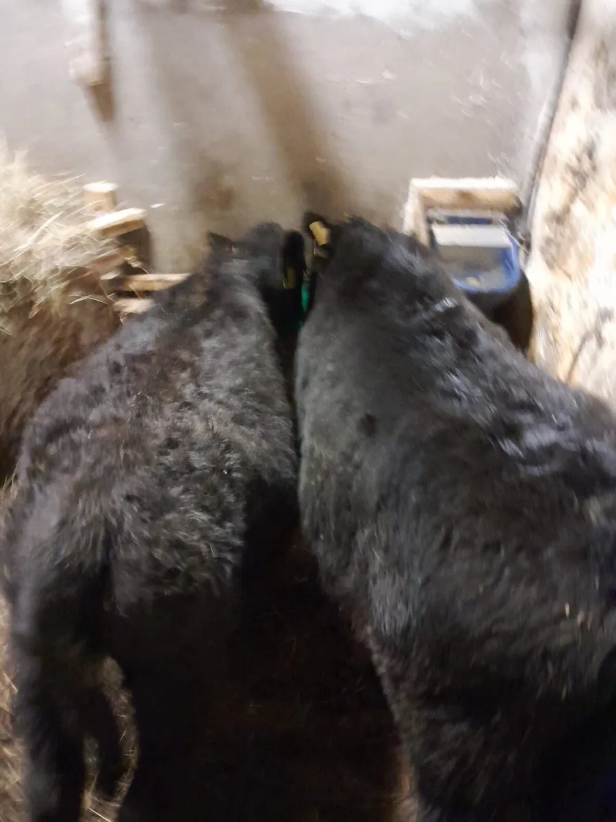 ⭐️ Angus heifers  ⭐️ - Image 2