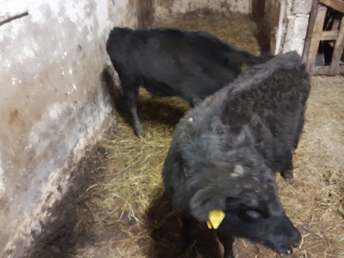 ⭐️ Angus heifers  ⭐️ - Image 3