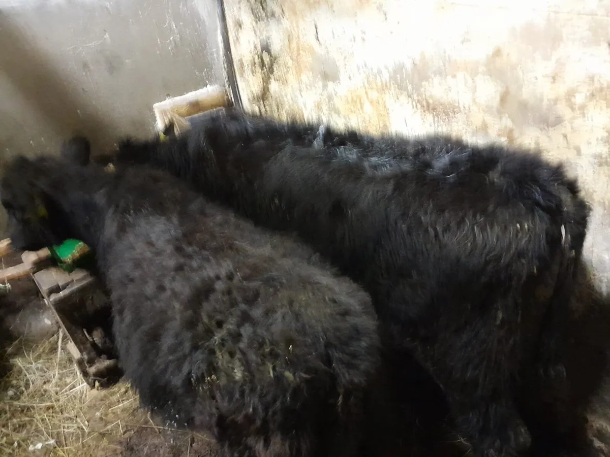 ⭐️ Angus heifers  ⭐️ - Image 4