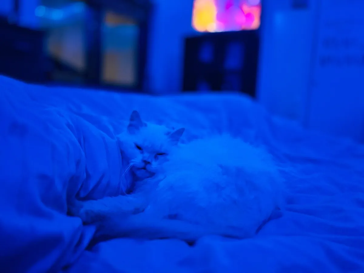 Beautiful fluffy cat - Image 1