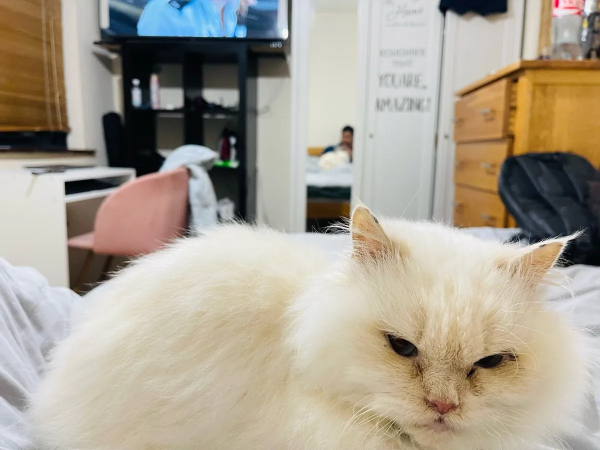 Beautiful fluffy cat - Image 2