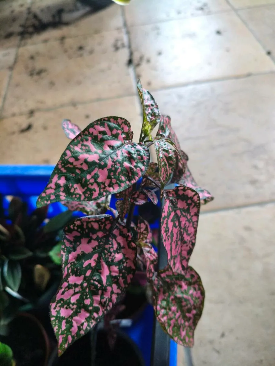 House plants Air purifiers and more.
SPIDER PLANT - Image 3