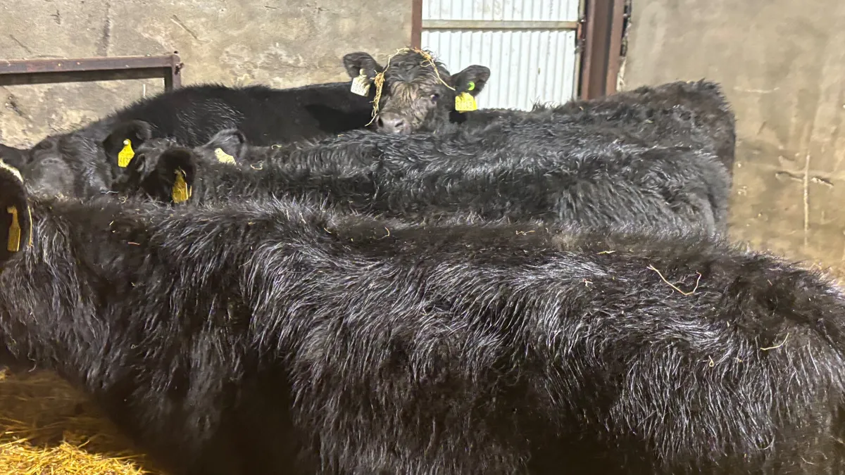 5 Quality Heifer Wealings - Image 3